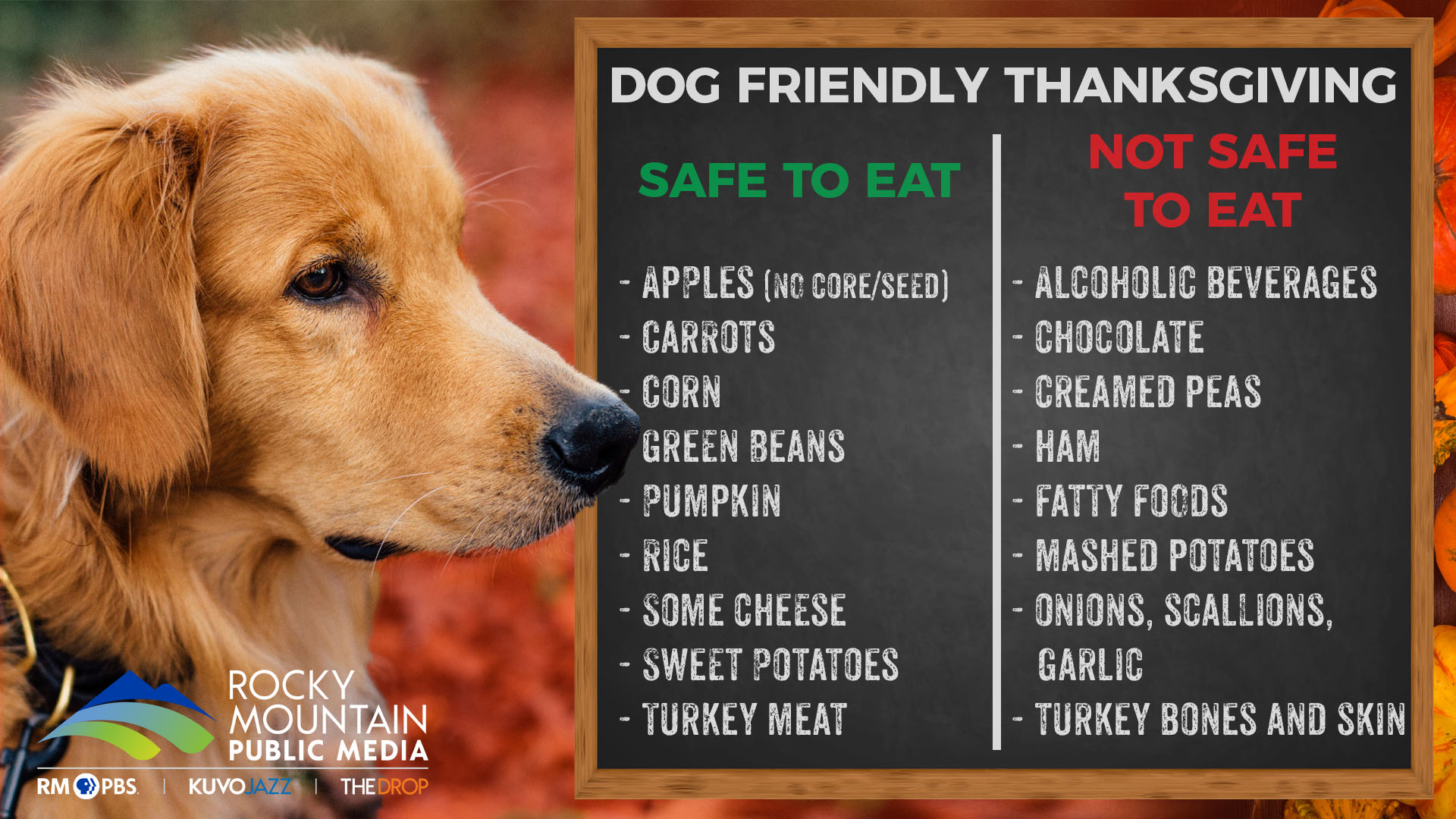 Dos And Don't's Of Feeding Your Dog